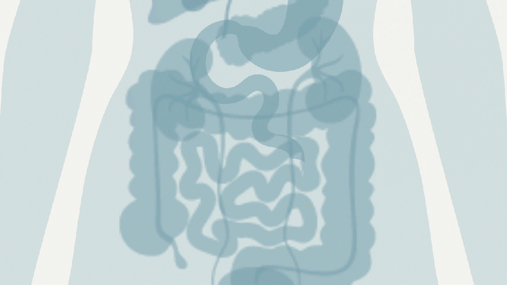 2 – Fullness hormones